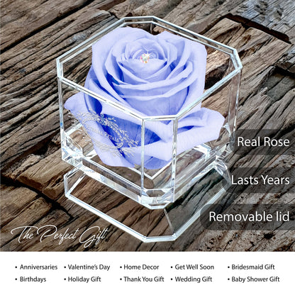 Eternal Petals A 100% Real Rose That Lasts Years