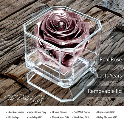 Eternal Petals A 100% Real Rose That Lasts Years