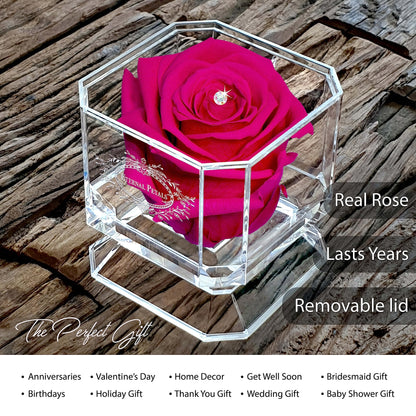 Eternal Petals A 100% Real Rose That Lasts Years