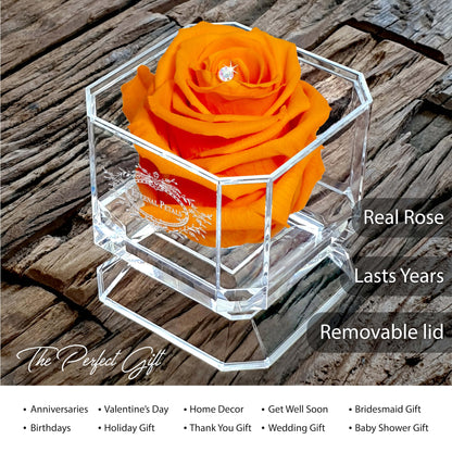 Eternal Petals A 100% Real Rose That Lasts Years